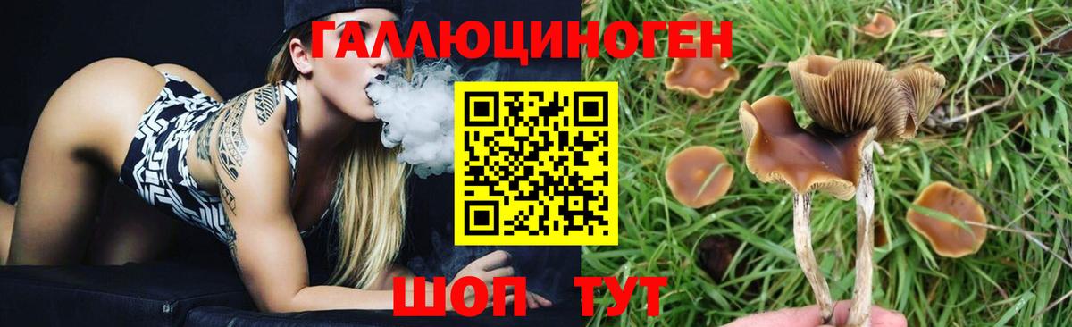 Галлюциногенные грибы Psilocybe  Вход с VPN  Переславль-Залесский 